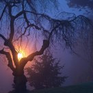 Glow in the fog